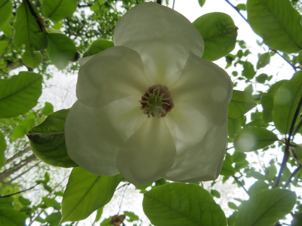 globosa